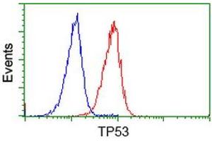 Image no. 2 for anti-Tumor Protein P53 (TP53) antibody (ABIN1499972) (p53 抗体)