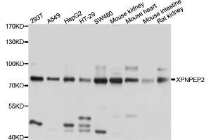 Western blot analysis of extract of various cells, using XPNPEP2 antibody. (XPNPEP2 抗体)