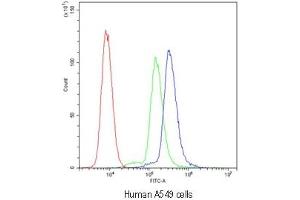 Flow cytometry testing of human A549 cells with SCRIB antibody at 1ug/10^6 cells (blocked with goat sera) (SCRIB 抗体)