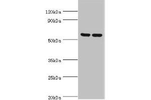 Western blot All lanes: 5-AMP-activated protein kinase subunit gamma-3 antibody at 5 μg/mL Lane 1: Hela whole cell lysate Lane 2: HepG2 whole cell lysate Secondary Goat polyclonal to rabbit IgG at 1/10000 dilution Predicted band size: 55, 52 kDa Observed band size: 55 kDa (PRKAG3 抗体  (AA 1-210))