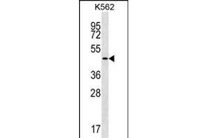 GIF Antibody (Center) (ABIN656899 and ABIN2846098) western blot analysis in K562 cell line lysates (35 μg/lane). (Intrinsic Factor 抗体  (AA 189-218))