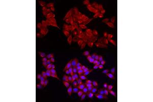 Immunofluorescence analysis of HeLa cells using  Rabbit pAb (ABIN7265439) at dilution of 1:25 (40x lens). (ADAMTS1 抗体  (AA 718-967))