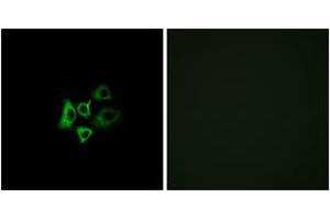 Immunofluorescence (IF) image for anti-Olfactory Receptor, Family 51, Subfamily T, Member 1 (OR51T1) (AA 201-250) antibody (ABIN1535823)