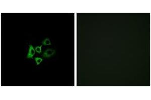 Immunofluorescence analysis of A549 cells, using OR51T1 Antibody. (OR51T1 抗体  (AA 201-250))