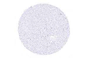 Liver The liver represents an ideal normal tissue control for Ki 67 staining quality. (Ki-67 抗体  (AA 2293-2478))