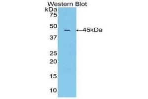 Western Blotting (WB) image for anti-Matrix Metallopeptidase 10 (Stromelysin 2) (MMP10) (AA 99-476) antibody (ABIN1078303) (MMP10 抗体  (AA 99-476))