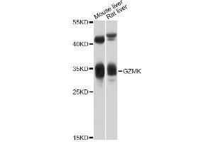Western blot analysis of extracts of various cell lines, using GZMK antibody (ABIN5997866) at 1/1000 dilution. (GZMK 抗体)