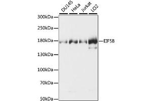 Western blot analysis of extracts of various cell lines, using EIF5B antibody (ABIN7267052).