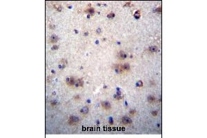 EVPLL Antibody (Center) (ABIN656246 and ABIN2845563) immunohistochemistry analysis in formalin fixed and paraffin embedded human brain tissue followed by peroxidase conjugation of the secondary antibody and DAB staining. (Envoplakin-Like 抗体  (AA 118-146))