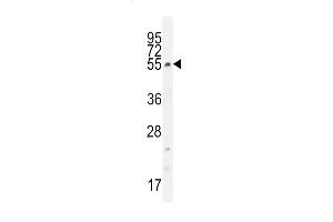CCDC61 Antibody (N-term) (ABIN655534 and ABIN2845046) western blot analysis in K562 cell line lysates (35 μg/lane). (CCDC61 抗体  (N-Term))