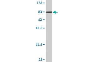 Western Blot detection against Immunogen (94. (NXF2 抗体  (AA 1-626))