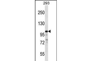 RASA1 Antibody (C-term) (ABIN656874 and ABIN2846075) western blot analysis in 293 cell line lysates (35 μg/lane). (RASA1 抗体  (C-Term))