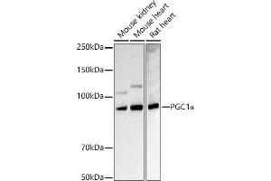Western blot analysis of extracts of various cell lines, using PGC1α antibody  at 1:1000 dilution. (PPARGC1A 抗体  (C-Term))