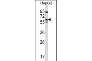 ERRFI1 Antibody (Center) (ABIN656489 and ABIN2845766) western blot analysis in HepG2 cell line lysates (35 μg/lane). (ERRFI1 抗体  (AA 257-286))