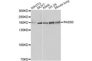 Western blot analysis of extracts of various cell lines, using RAD50 antibody.