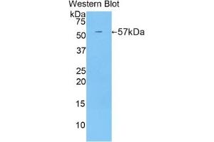 Detection of Recombinant CUZD1, Mouse using Polyclonal Antibody to CUB And Zona Pellucida Like Domains Protein 1 (CUZD1) (CUZD1 抗体  (AA 291-545))