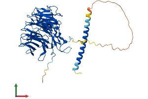 Protein Structure (PS) image for Coronin, Actin Binding Protein, 1B (CORO1B) (AA 1-489) protein (His tag) (ABIN7546729)