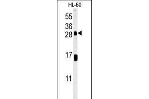 CD69 Antibody (Center) (ABIN651605 and ABIN2840320) western blot analysis in HL-60 cell line lysates (35 μg/lane). (CD69 抗体  (AA 119-148))