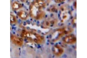 Used in DAB staining on fromalin fixed paraffin-embedded Kidney tissue (Caspase 7 抗体  (AA 207-303))