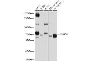 Western blot analysis of extracts of various cell lines, using LINGO1 antibody (ABIN6128188, ABIN6143246, ABIN6143247 and ABIN6224993) at 1:1000 dilution. (LINGO1 抗体  (AA 42-240))