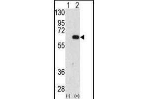 Western blot analysis of FR (arrow) using FR Antibody (C-term) (ABIN388938 and ABIN2850529). (AMFR 抗体  (AA 571-601))