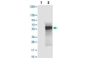 Western blot analysis of Lane 1: Negative control (vector only transfected HEK293T lysate), Lane 2: Over-expression Lysate (Co-expressed with a C-terminal myc-DDK tag (~3. (C4orf19 抗体)