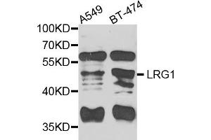 Western blot analysis of extracts of various cell lines, using LRG1 antibody. (LRG1 抗体)