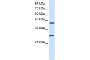 Western Blotting (WB) image for anti-Hairy and Enhancer of Split 6 (HES6) antibody (ABIN2460603) (HES6 抗体)