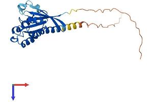 RAB33A Protein (AA 1-237) (His tag)