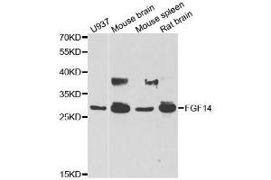 Western blot analysis of extracts of various cell lines, using FGF14 antibody. (FGF14 抗体  (AA 1-252))