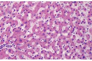 Human Liver: Formalin-Fixed, Paraffin-Embedded (FFPE) (ATG16L1 抗体  (N-Term))