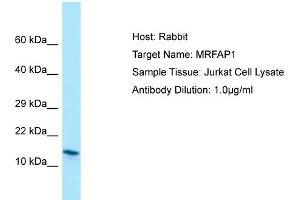 Host: RabbitTarget Name: MRFAP1Antibody Dilution: 1. (MRFAP1 抗体  (N-Term))