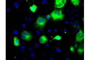 Immunofluorescence (IF) image for anti-Proprotein Convertase Subtilisin/kexin Type 7 (PCSK7) antibody (ABIN2728447)