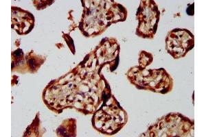 IHC image of ABIN7155695 diluted at 1:300 and staining in paraffin-embedded human placenta tissue performed on a Leica BondTM system. (GBX2 抗体  (AA 65-248))