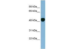 WB Suggested Anti-H2AFY  Antibody Titration: 0. (H2AFY 抗体  (N-Term))