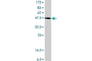Western Blotting (WB) image for anti-Sema Domain, Immunoglobulin Domain (Ig), Transmembrane Domain (TM) and Short Cytoplasmic Domain, (Semaphorin) 4B (SEMA4B) (AA 592-689) antibody (ABIN564580)