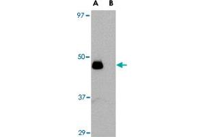 Western blot analysis of IL34 in human brain tissue lysate with IL34 polyclonal antibody  at 0. (IL-34 抗体  (N-Term))