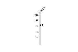 Anti-LONP1 Antibody (Center) at 1:2000 dilution + NIH/3T3 whole cell lysate Lysates/proteins at 20 μg per lane. (LONP1 抗体  (AA 389-418))
