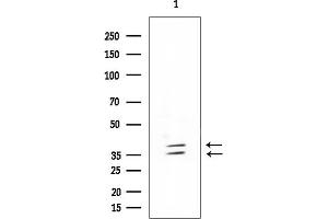 Western blot analysis of lysates from HUVEC cells, using CLN8 Mouse Monoclonal Antibody at 1/1000 dilution.