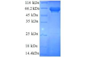 Eukaryotic Translation Initiation Factor 3, Subunit I (EIF3I) (AA 1-323), (partial) protein (GST tag)
