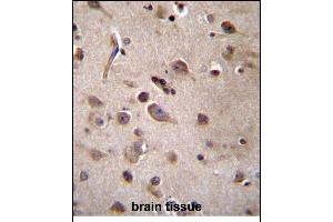 TSN Antibody (Center) (ABIN656310 and ABIN2845612) immunohistochemistry analysis in formalin fixed and paraffin embedded human brain tissue followed by peroxidase conjugation of the secondary antibody and DAB staining. (Translin 抗体  (AA 109-138))