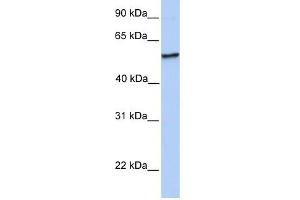 NUDCD1 antibody used at 1 ug/ml to detect target protein. (NUDCD1 抗体  (N-Term))