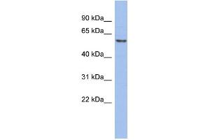 WB Suggested Anti-GTF2H1 Antibody Titration:  0. (GTF2H1 抗体  (Middle Region))