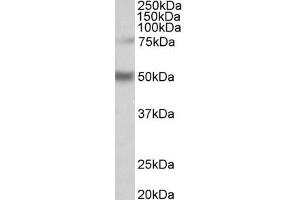 ABIN870666 (1µg/ml) staining of Human Hippocampus lysate (35µg protein in RIPA buffer). (ULK3 抗体  (AA 445-458))