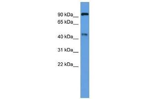 Western Blot showing Ece2 antibody used at a concentration of 1-2 ug/ml to detect its target protein. (ECE2 抗体  (Middle Region))