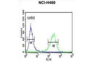 Flow Cytometry (FACS) image for anti-phosphatidylserine Decarboxylase (PISD) antibody (ABIN3003933) (PISD 抗体)