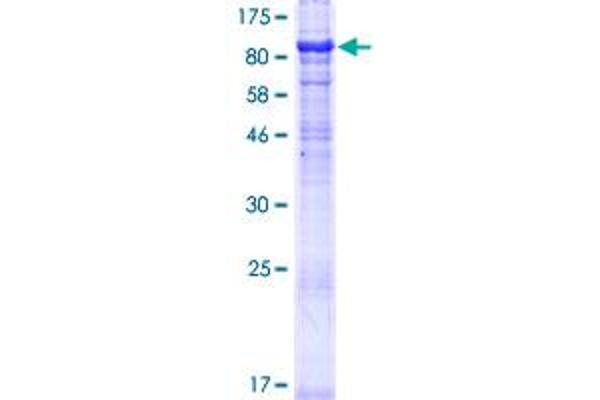 MON1A Protein (AA 1-555) (GST tag)