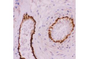 Anti-CD31 Picoband antibody,  IHC(P): Human Placenta Tissue (CD31 抗体  (AA 28-382))