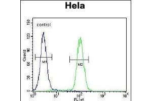 anti-KIAA0999 (AA 1233-1263), (C-Term) antibody