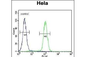 KI Antibody (C-term) (ABIN655488 and ABIN2845010) flow cytometric analysis of Hela cells (right histogram) compared to a negative control cell (left histogram). (KIAA0999 (AA 1233-1263), (C-Term) 抗体)